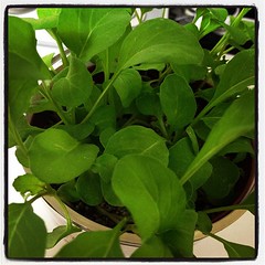 ルッコラさん 何日位だ？