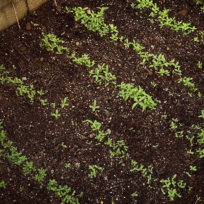 春菊間引き 1回目